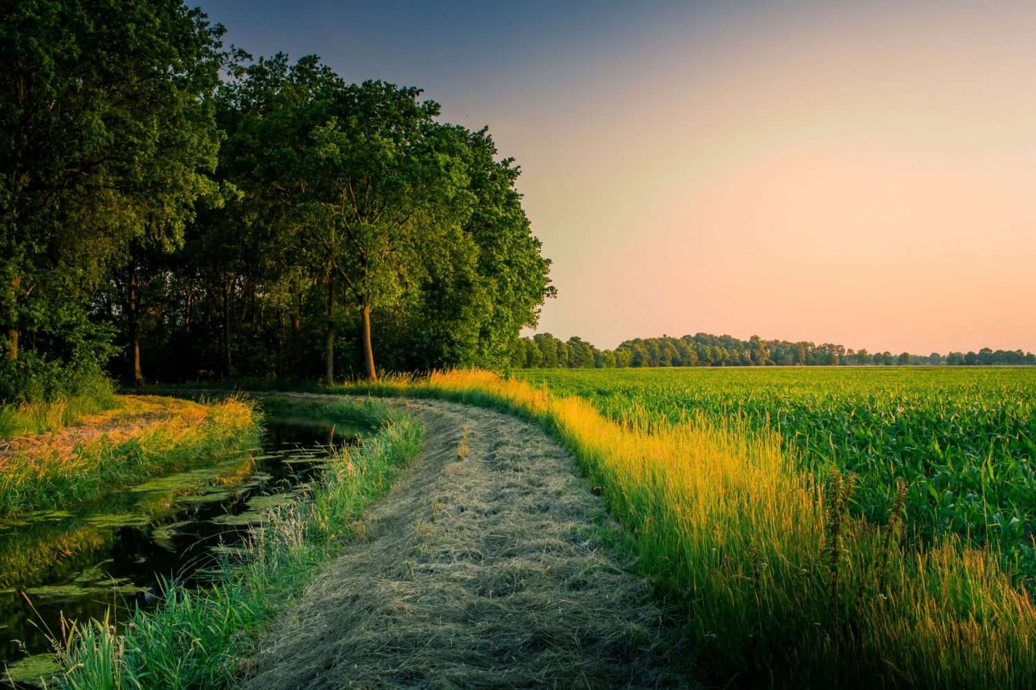 green fields and trees